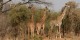 Tanzanie - 2010-09 - 005 - Longido - Girafes